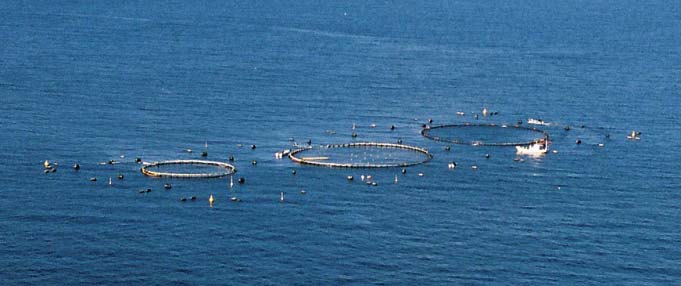 水産養殖研究会 クロマグロ養殖効率化技術の開発 社団法人マリノフォーラム21 水産養殖研究会 クロマグロ養殖効率化技術の開発 社団法人マリノフォーラム21