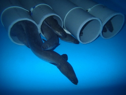 ニホンウナギの採卵用親魚