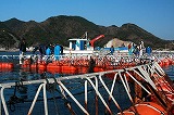 マグロ養殖漁場