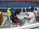 マグロ養殖漁場